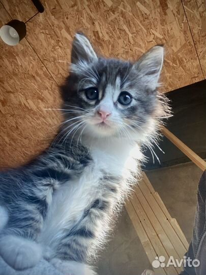 Сибирские котята
