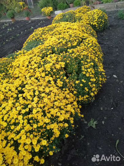 Хризантемы