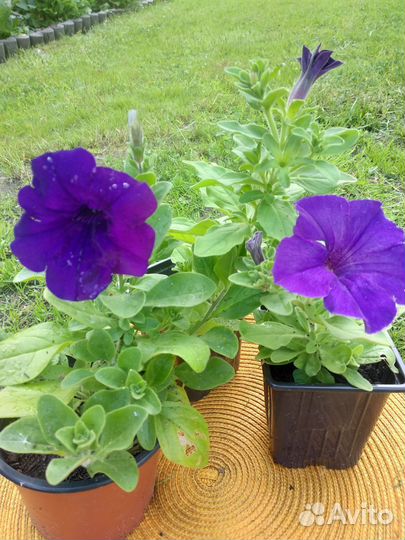 Продажа цветов петунии ампельной