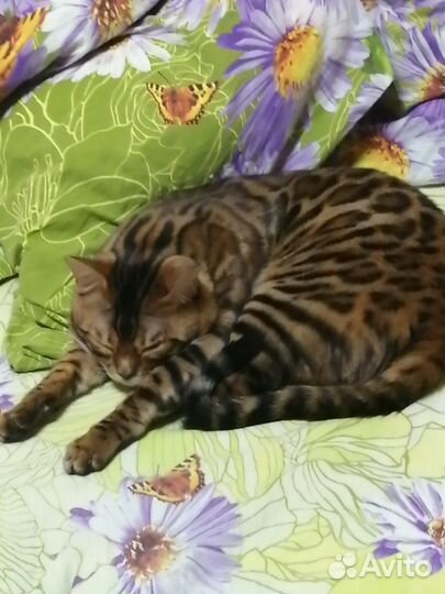 Бенгальский кот на вязку