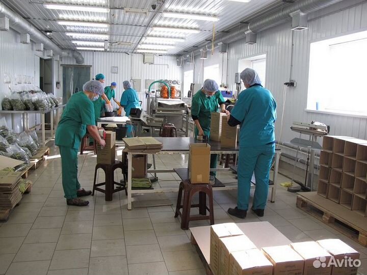 Фасовщик огурцов на консервный завод Краснодар