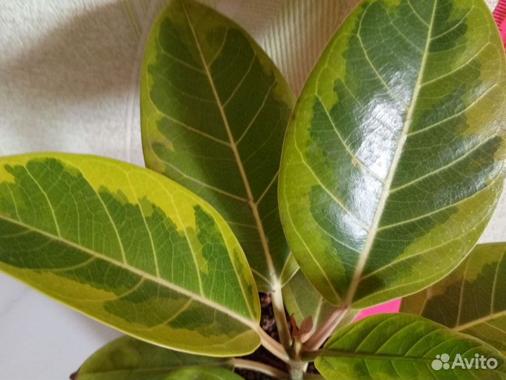 Фикус бенгальский тигр