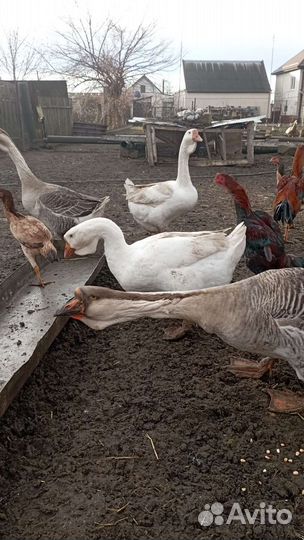 Холмогорские гуси и яйца