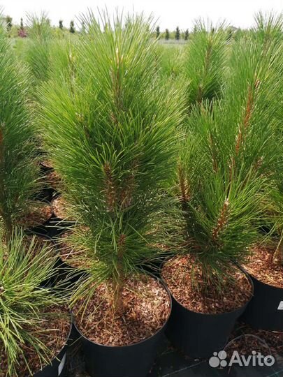 Сосна чёрная декоративная