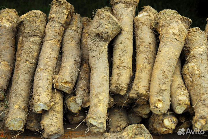 Корень хрена свежий