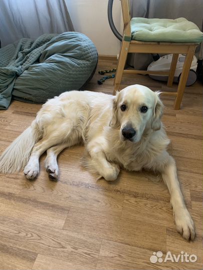 Кобель для вязки Золотистый ретривер