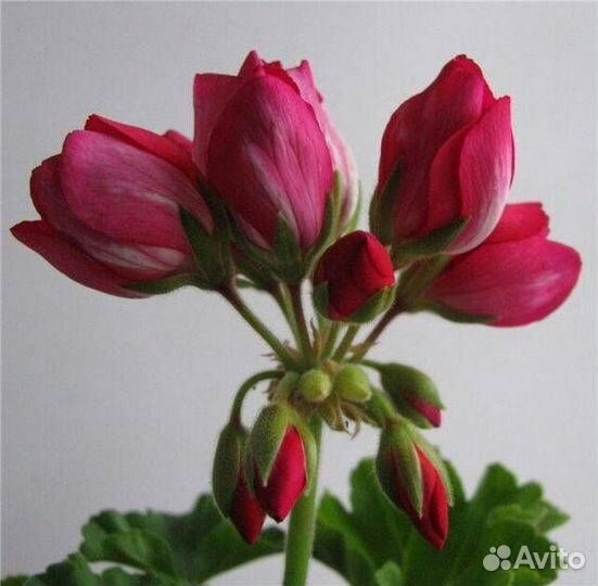 Пеларгония Тюльпановидная