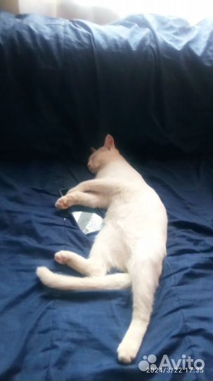 Отдаю молодого кота в добрые руки