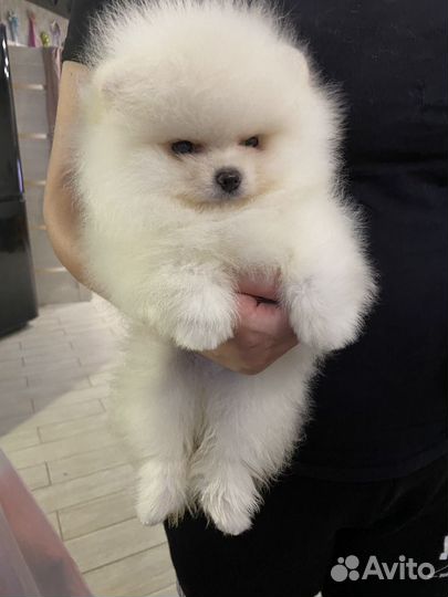 Померанский шпиц девочка