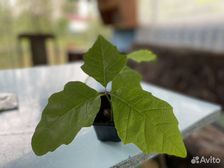 Саженцы дуба красного (канадского)