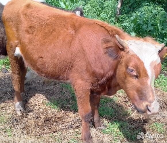 Бычки 4 и одна тёлка черно белая