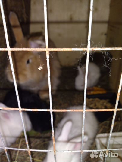 Пухов.кролики,пухов коза