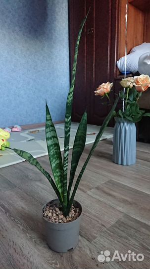 Сансевиерия