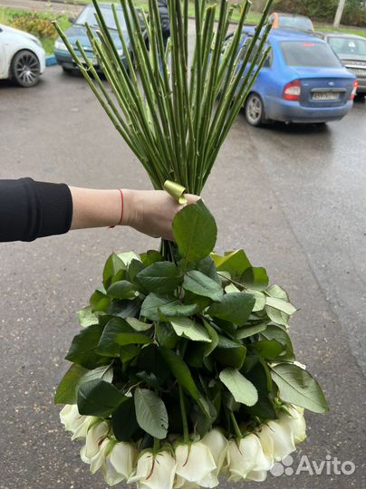 51 белая роза 70 см и 60 см. Розы 25,27,33,51,101