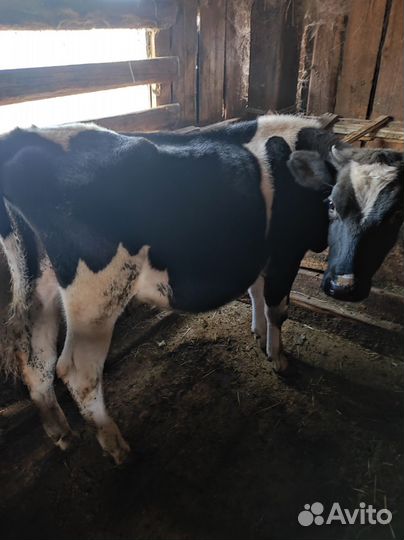 Корова и телка