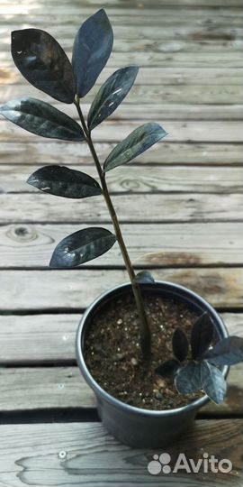 Долларовое дерево/Замиокулькас Равен Чёрный