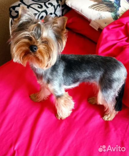 Продам йорка