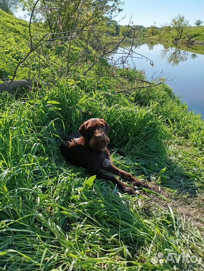 Собака в добрые руки отдам бесплатно