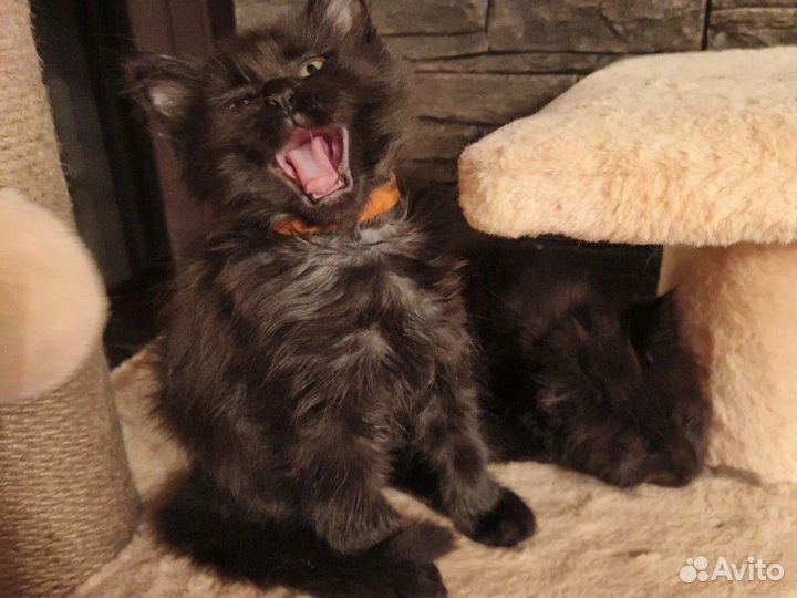 Продам котят породы мейкун