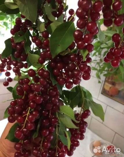 Саженцы гибрида черемухи с вишней,Ирги,калины