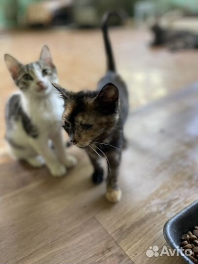 Кошка/котята