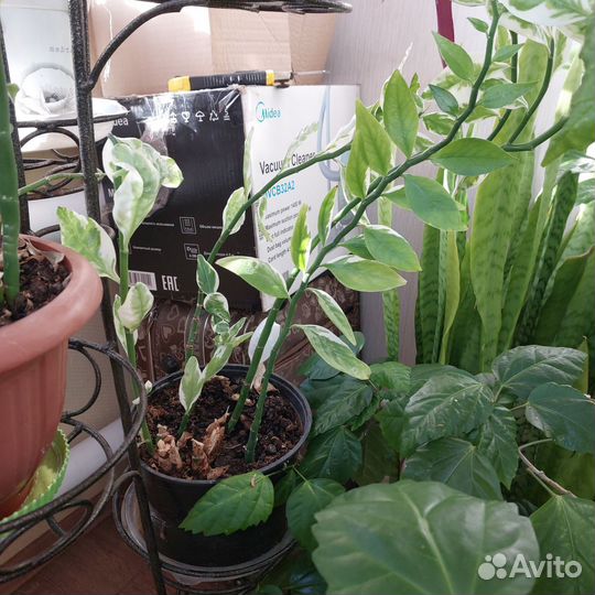 Педилантус