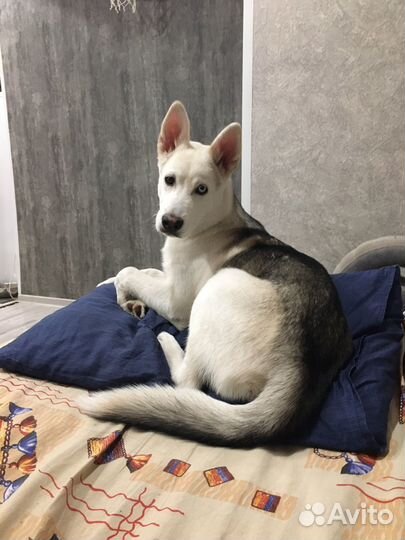 Хаски в добрые руки