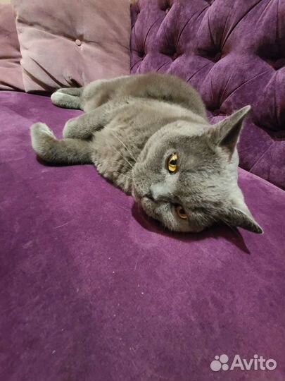 Передержка собак и кошек