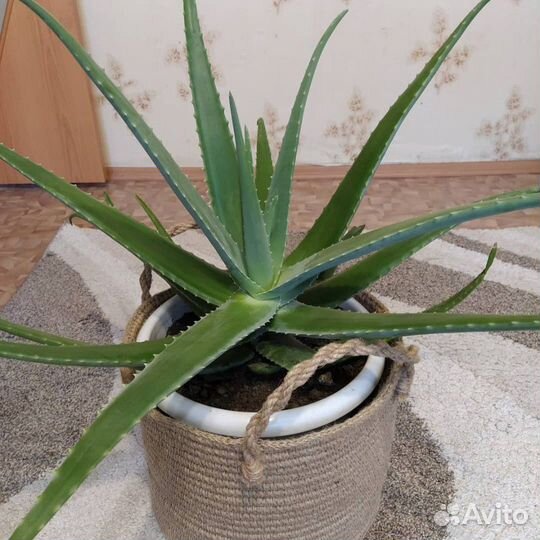 Алоэ вера настоящий