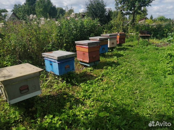 Пчелы пчелосемьи