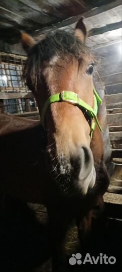 Продам жеребца