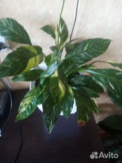 Цветы комнатные