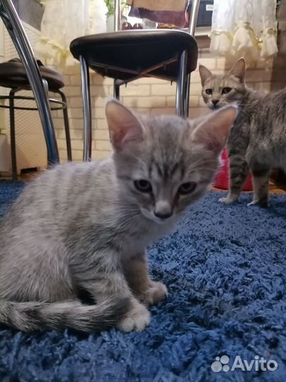 Продам котенка
