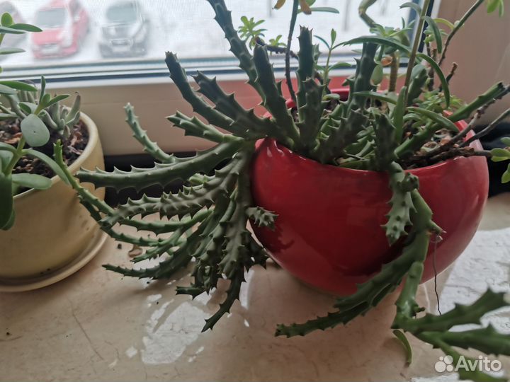 Суккуленты