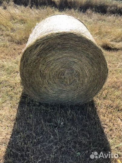 Продам луговое сено