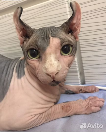 Канадский сфинкс эльф вязка