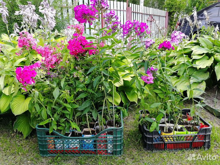 Флоксы цветы