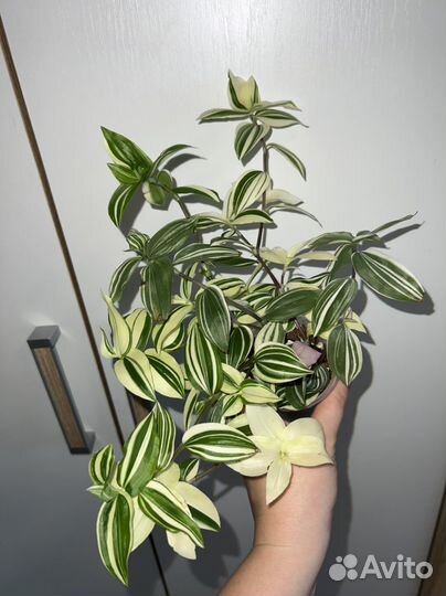 Традесканции укорененный черенки