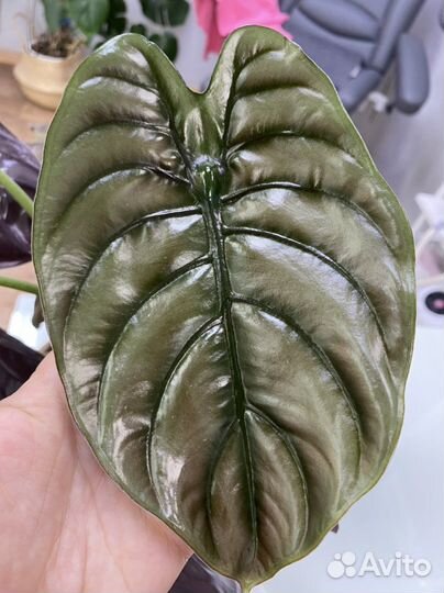 Алоказия ред сикрет / купрея