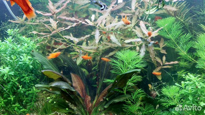 Меченосцы флаговые из под брокколе