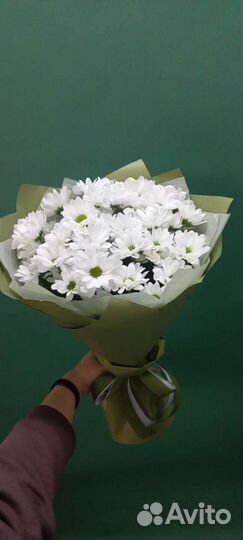 Хризантема