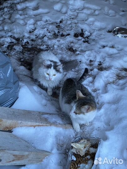 Котята бесплатно