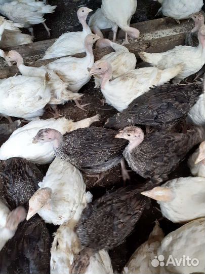 Индюки индюшата