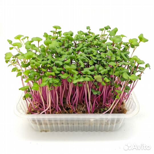 Семена для микрозелени