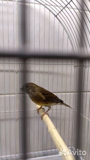 Певчие птицы