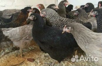Куры-молодки Доминант Куры-несушки