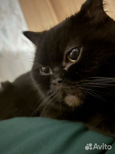 Британская кошка бесплатно