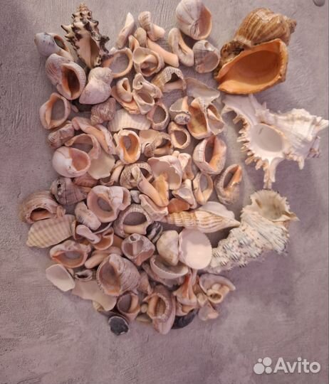 Морские ракушки раковины, камни для декора