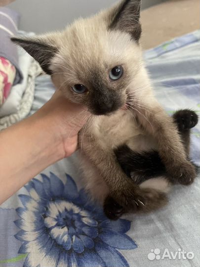 Котенок
