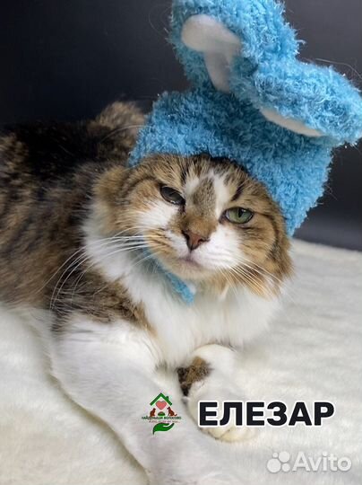 Котик-муркотик ищет дом